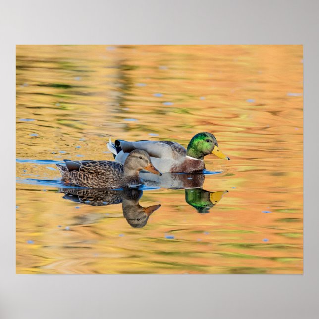 Mallards par poster (Framsidan)