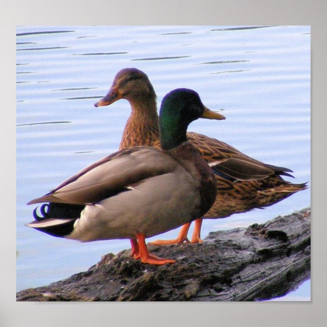 Mallards Poster (Framsidan)