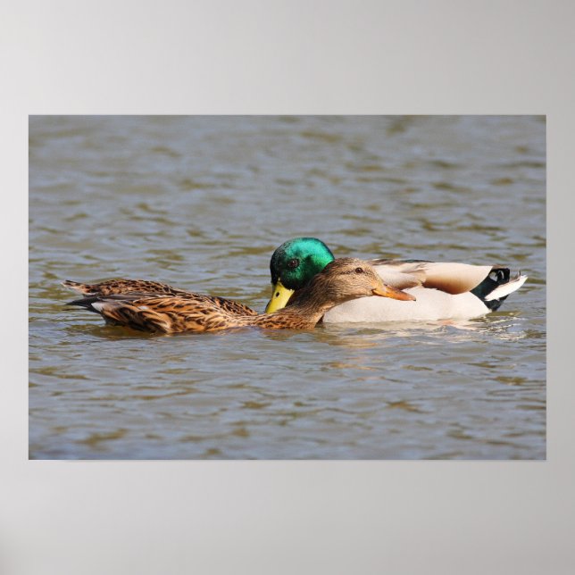 Mallards Poster (Framsidan)