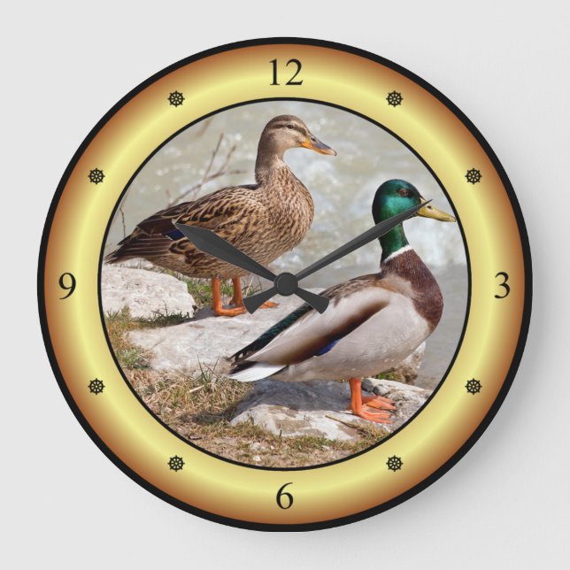 Mallards ~ Vild Anka ~ Anas platyrhynchos ~   Stor Klocka (Framsida)