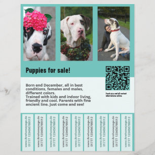 mallhund för sälj flyer mall