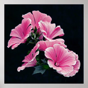 Mallowro blommar på svart bakgrund poster