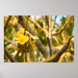 Målmedveten Frangipani-affisch Poster