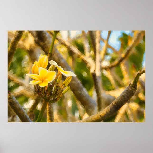 Målmedveten Frangipani-affisch Poster (Framsidan)