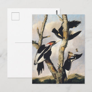 Målning av Audubon Ivory-Billed Woodpecker Vykort