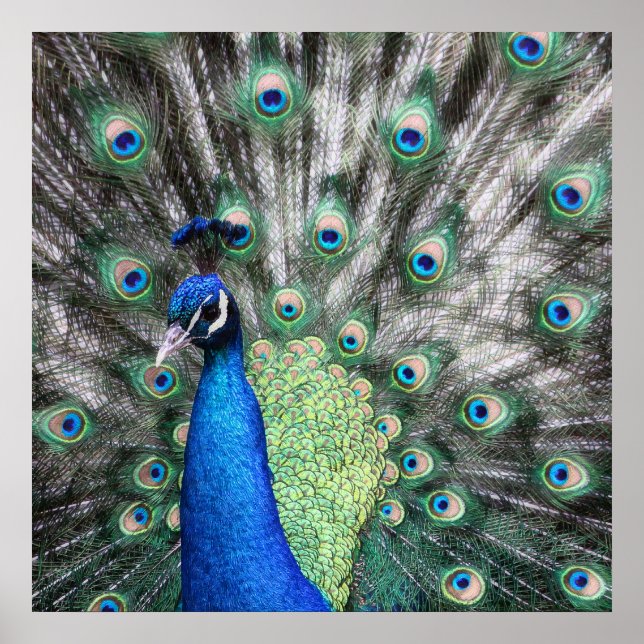 Målning av husdjur som sprider sina fjädrar poster (Framsidan)