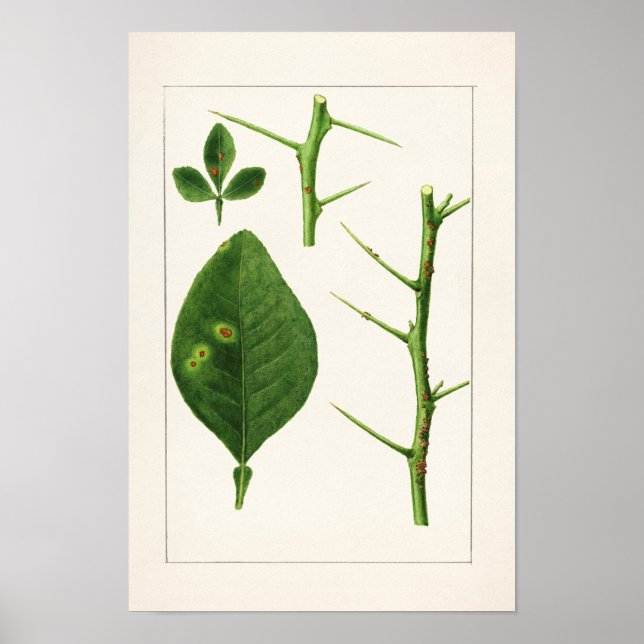 Målning av orange Löv (Poncirus Trifoliata) Poster (Framsidan)