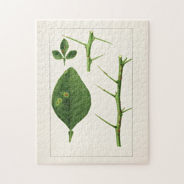 Målning av orange Löv (Poncirus Trifoliata) Pussel (Vertikal)