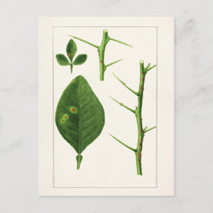 Målning av orange Löv (Poncirus Trifoliata) Vykort