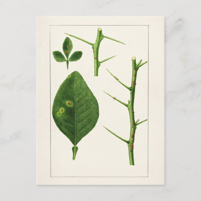 Målning av orange Löv (Poncirus Trifoliata) Vykort (Framsida)