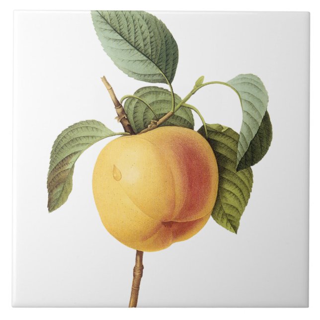 Målning för persika för Pierre-Joseph Redouté Kakelplatta (Framsidan)
