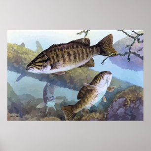 Målning med Smallmouth bass Poster
