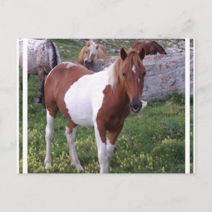 Målning Pony Postkort Vykort