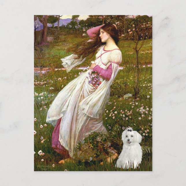 MALTESE 10 - Vinblommor Vykort (Framsida)