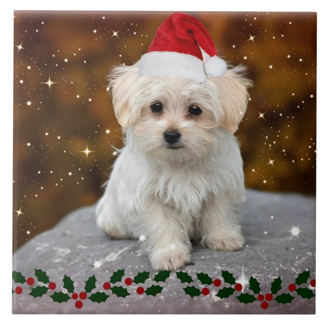 Maltese Christmas Puppy Kakelplatta (Framsidan)