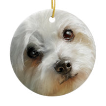 Maltese hund akvarellporträtt