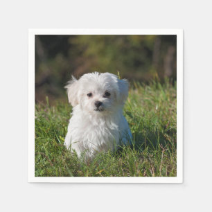 maltese valp i gräs pappersservett