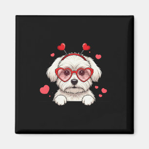 Malteser Hund Hjärtat Huvudet Valentine Malteser K Magnet