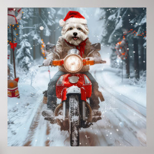 Malteser Hund som kör Motorcykel Jul Poster