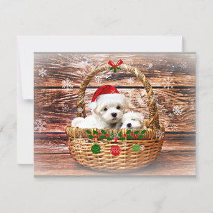 Malteser julvalpar julkort