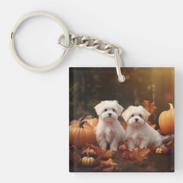 Malteser Valp Autumn Delight Pumpkin (Framsidan)