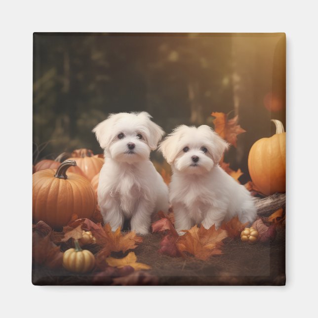 Malteser Valp Autumn Delight Pumpkin Magnet (Framsidan)