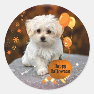Malteser Valp Firar Halloween Runt Klistermärke