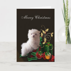 Malteser Valp Jul Helgkort