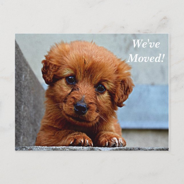 Malteser Vi Har Flyttat Ny Adress Vykort (Framsida)