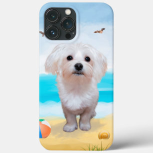Malteserhund på strand