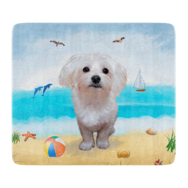 Malteserhund på strand (Framsidan)