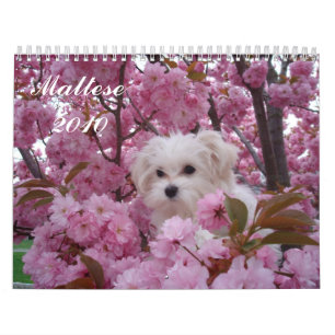 Maltesisk 2010 kalender