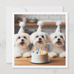 Maltesisk födelsedagskalender, maltesiska hund inbjudningar