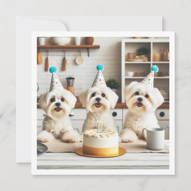 Maltesisk födelsedagskalender, maltesiska hund inbjudningar (Framsida)