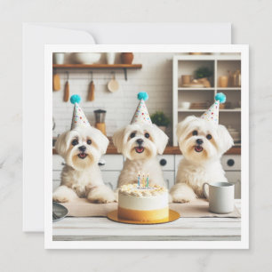 Maltesisk födelsedagskalender, maltesiska hund inbjudningar