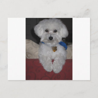 Maltesisk gåva vykort