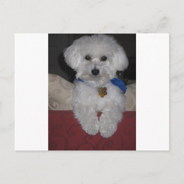 Maltesisk gåva vykort (Framsida)