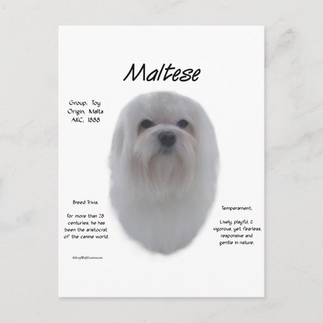 Maltesisk historikdesign vykort (Framsida)