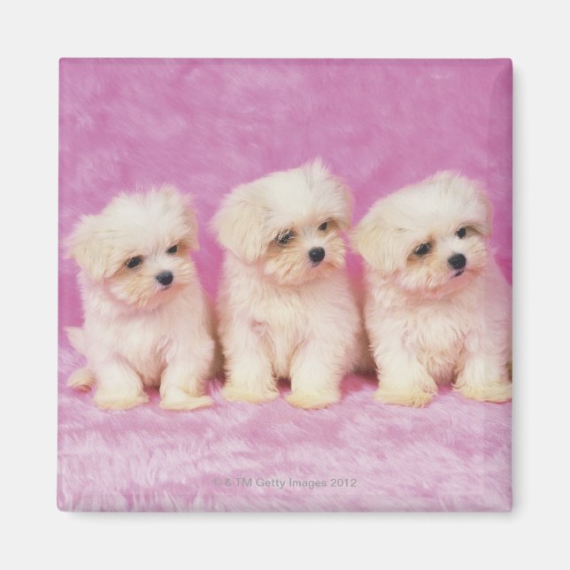 Maltesisk Hund; är en liten ras av vit hund Magnet (Framsidan)