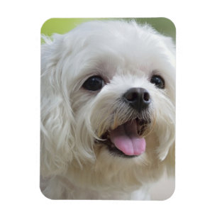 Maltesisk hund för vit magnet