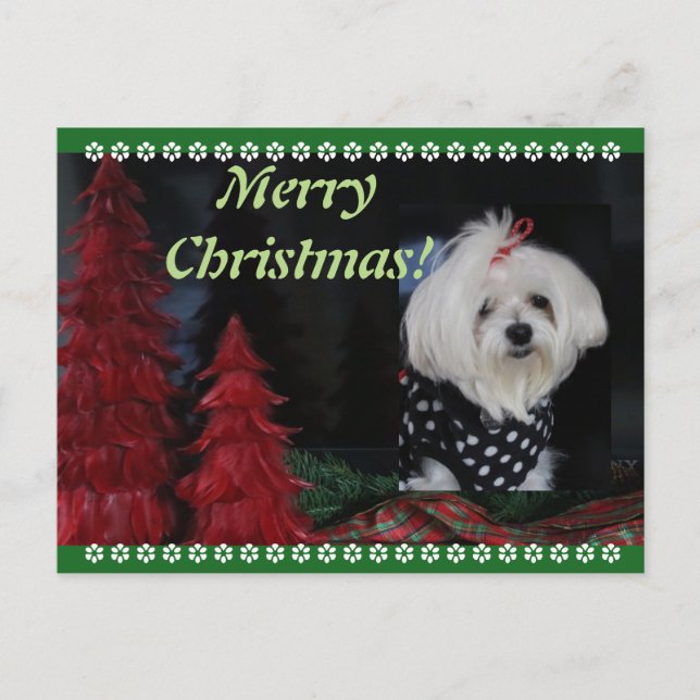 Maltesisk jul helg vykort (Framsida)