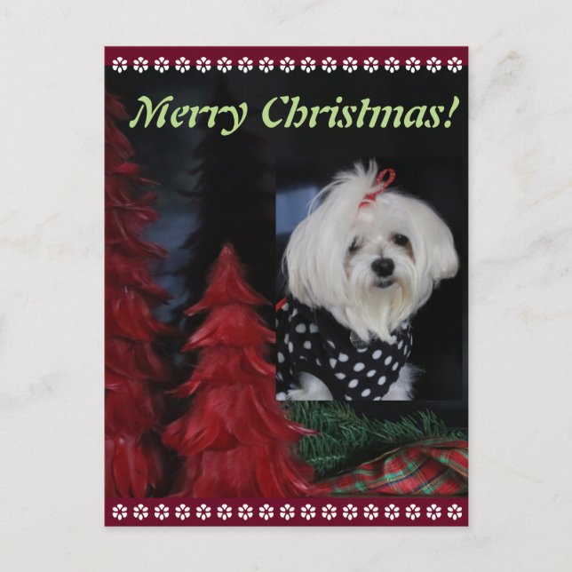 Maltesisk jul helg vykort (Framsida)