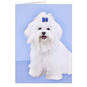Maltesisk målning - Cute Original Hund Art Hälsningskort