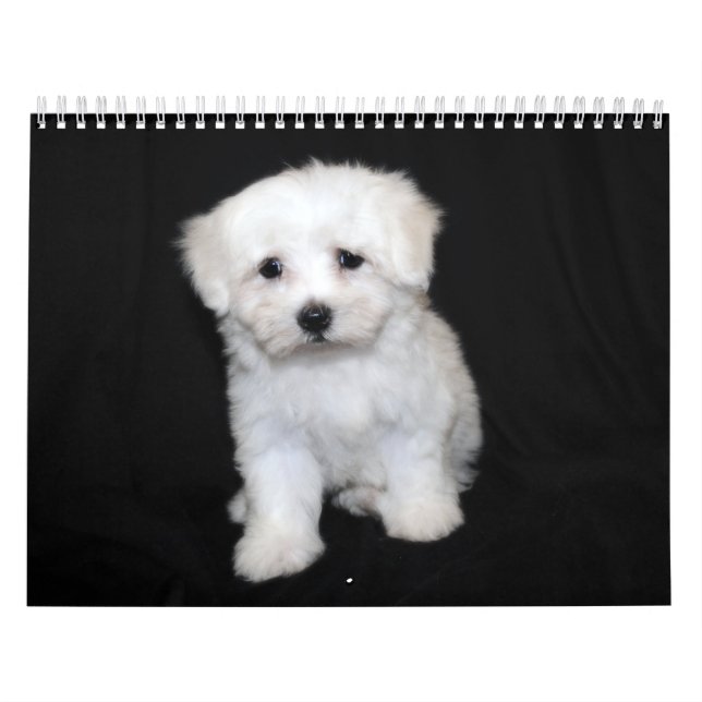 Maltesisk & Maltipoo valpkalender Kalender (Omslag)