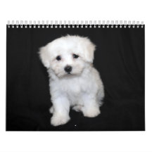 Maltesisk & Maltipoo valpkalender
