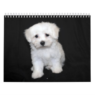 Maltesisk & Maltipoo valpkalender Kalender