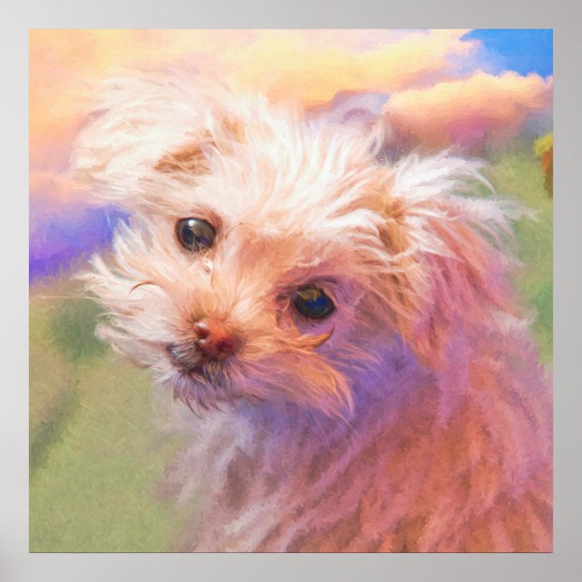 Maltesisk Rädding, valpdag 1 "WEE ONE" Poster (Framsidan)