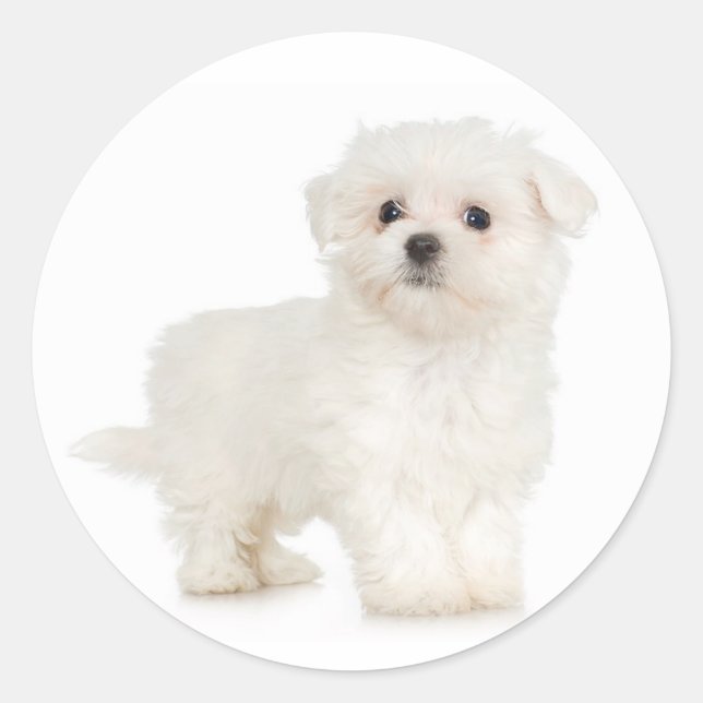 Maltesisk Sticker Runt Klistermärke (Framsida)