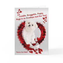 Maltesisk valp - Toppen Cute Du har Har Mail!