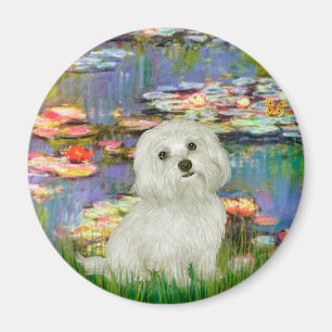 Maltesiska 11 - Lilies 2 Magnet